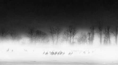 Fog and white-naped crane