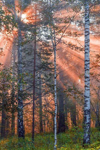 Утро в лесу