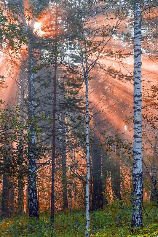 Природа, лес, утро, лучи солнца, деревья Утро в лесу фото превью