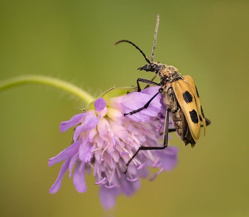 *** фото превью