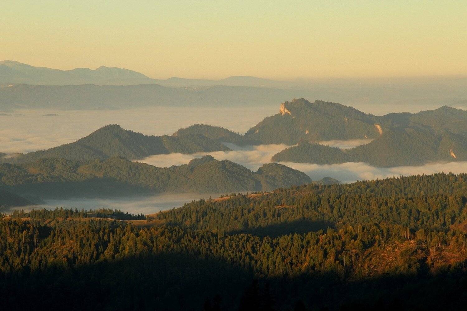 , Krzysztof Tomasiak