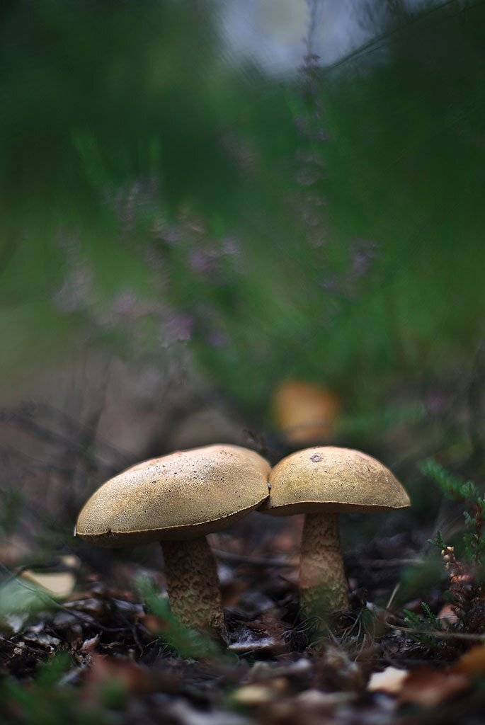 гриб,подберезовики,коричневый, молодое,растение, макро, трава, мох, почвы, зеленые, желтые, листья, ветки, осень,лес, пейзаж, природа,продукты питания, семена,, Виктор