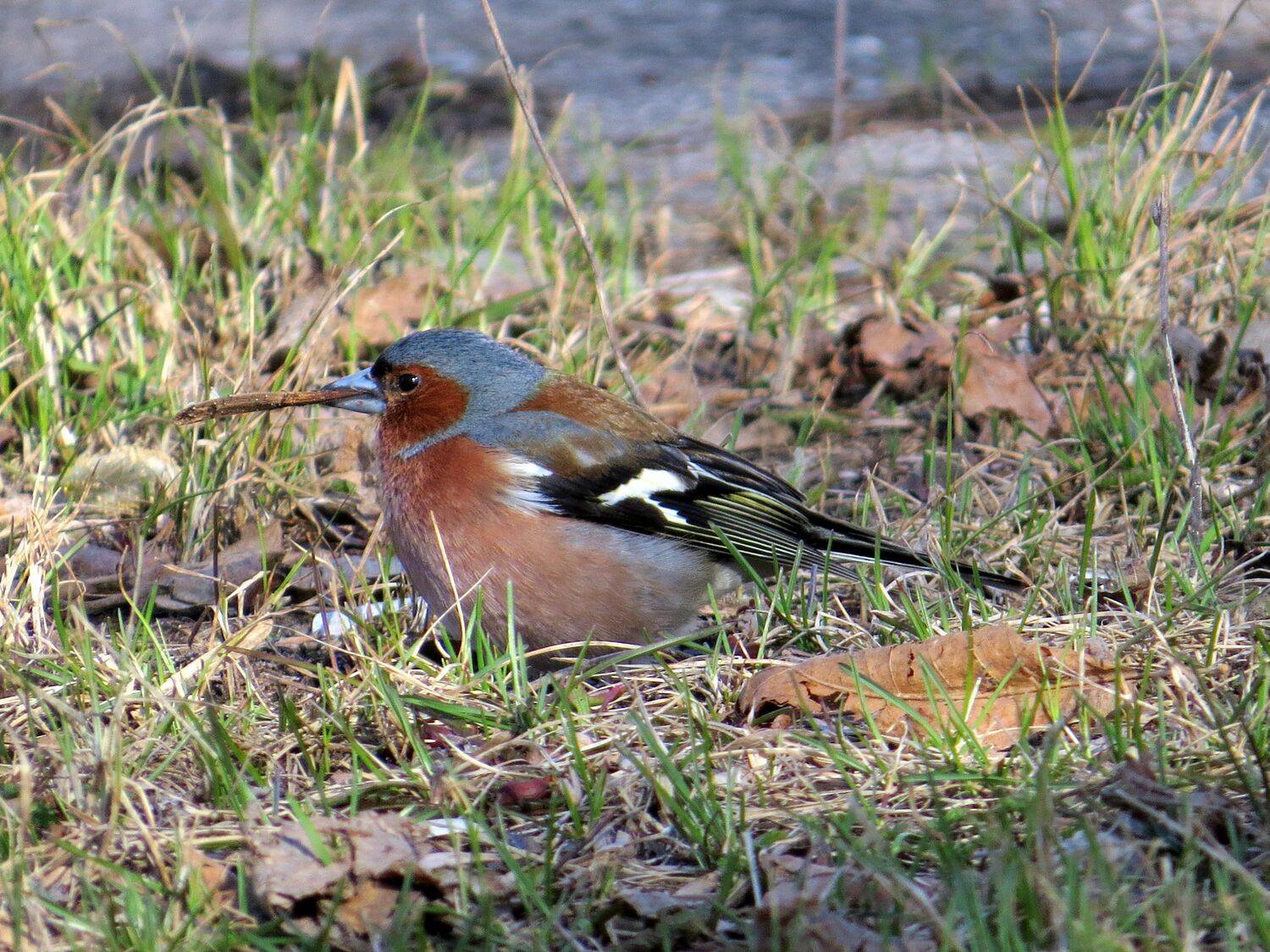 , Наталья Неверова