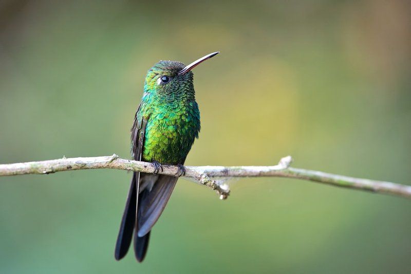 колибри, птица, куба, дикая природа, nature, colibri, wildlife, nature, cuba Изумруд фото превью