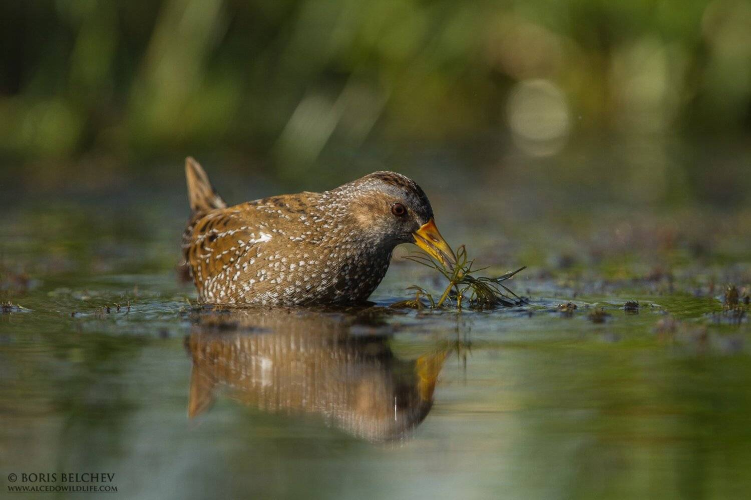 , Борис Белчев