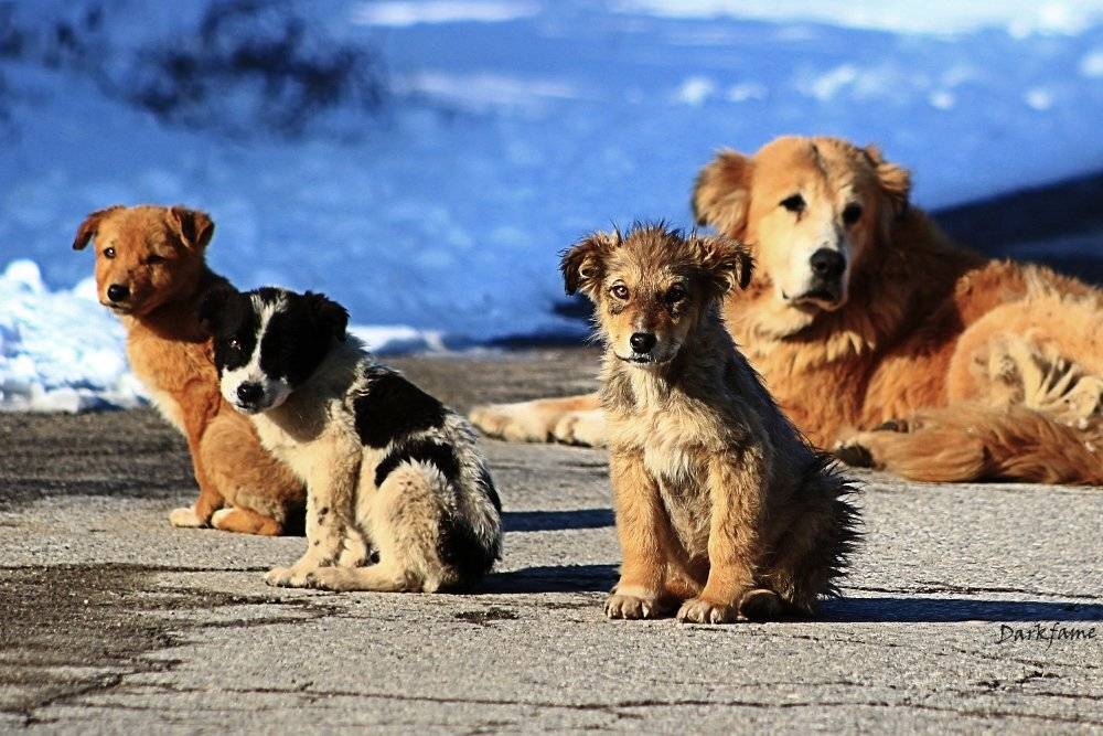 , Георги Славов