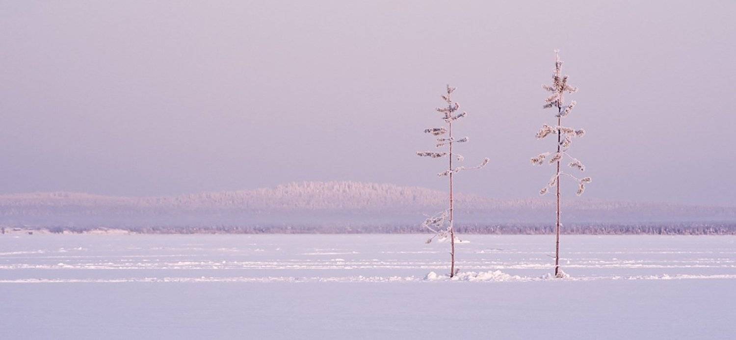 куйто, карелия, сосна, зима, снег, озеро, Ирина Белотурова