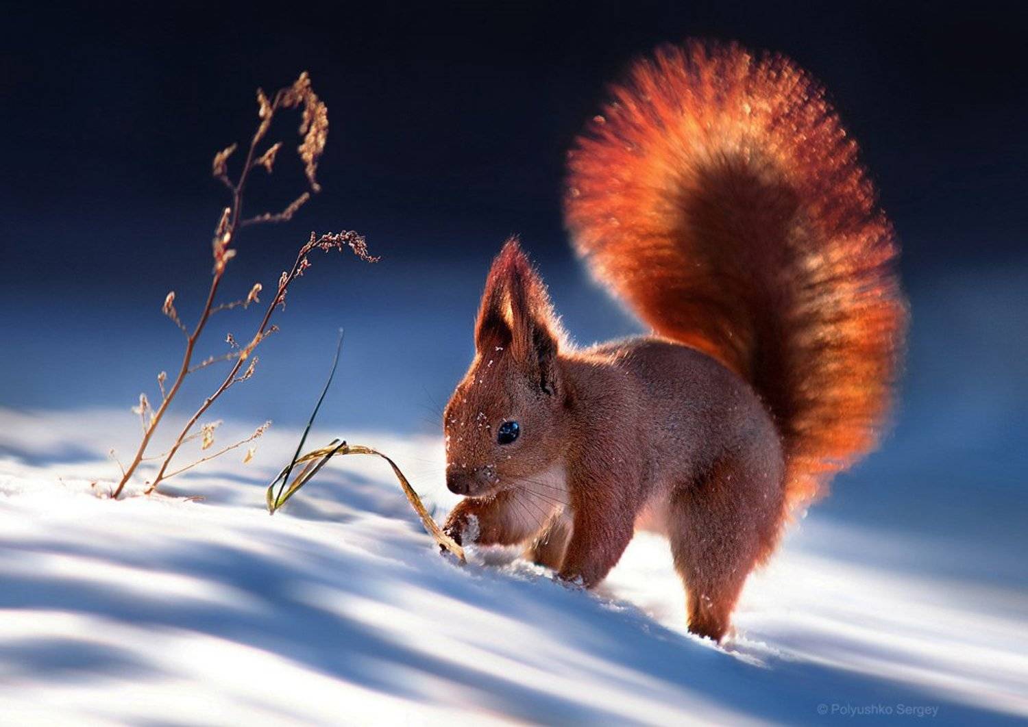 белка, зима, снег, Полюшко Сергей
