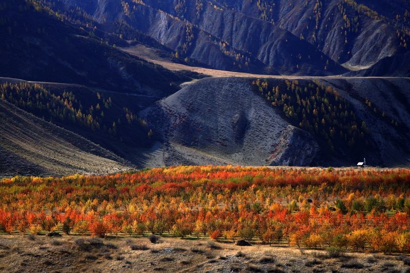 Сады Алтая фото превью