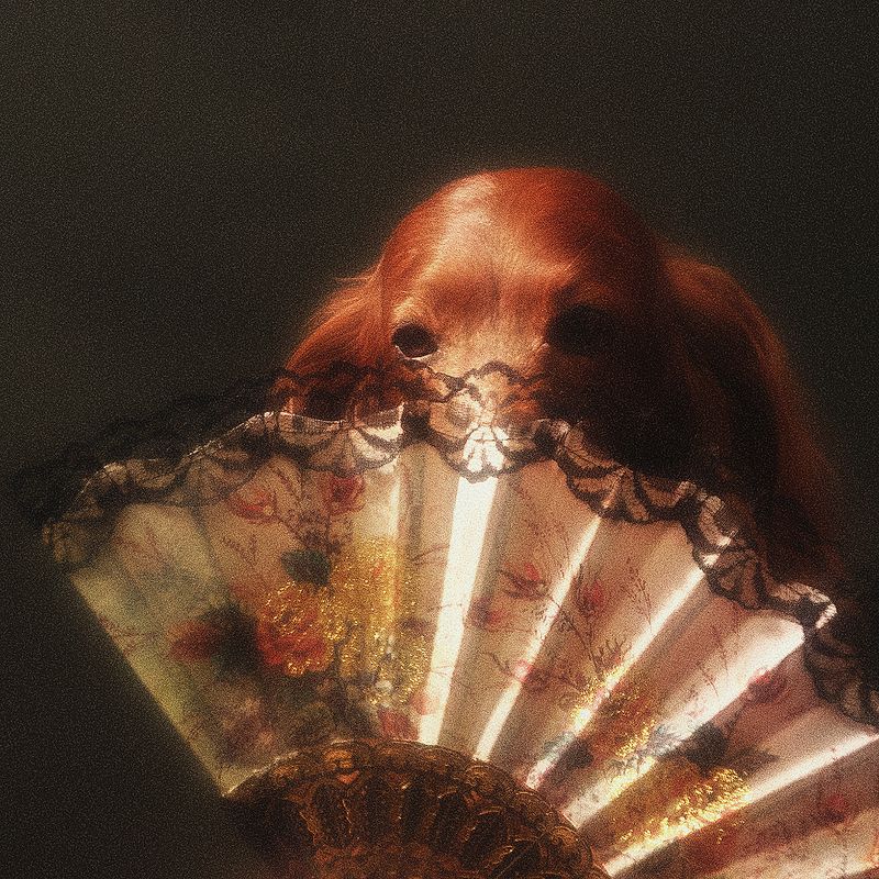 собака, сеттер, арт, портрет,  С веером фото превью