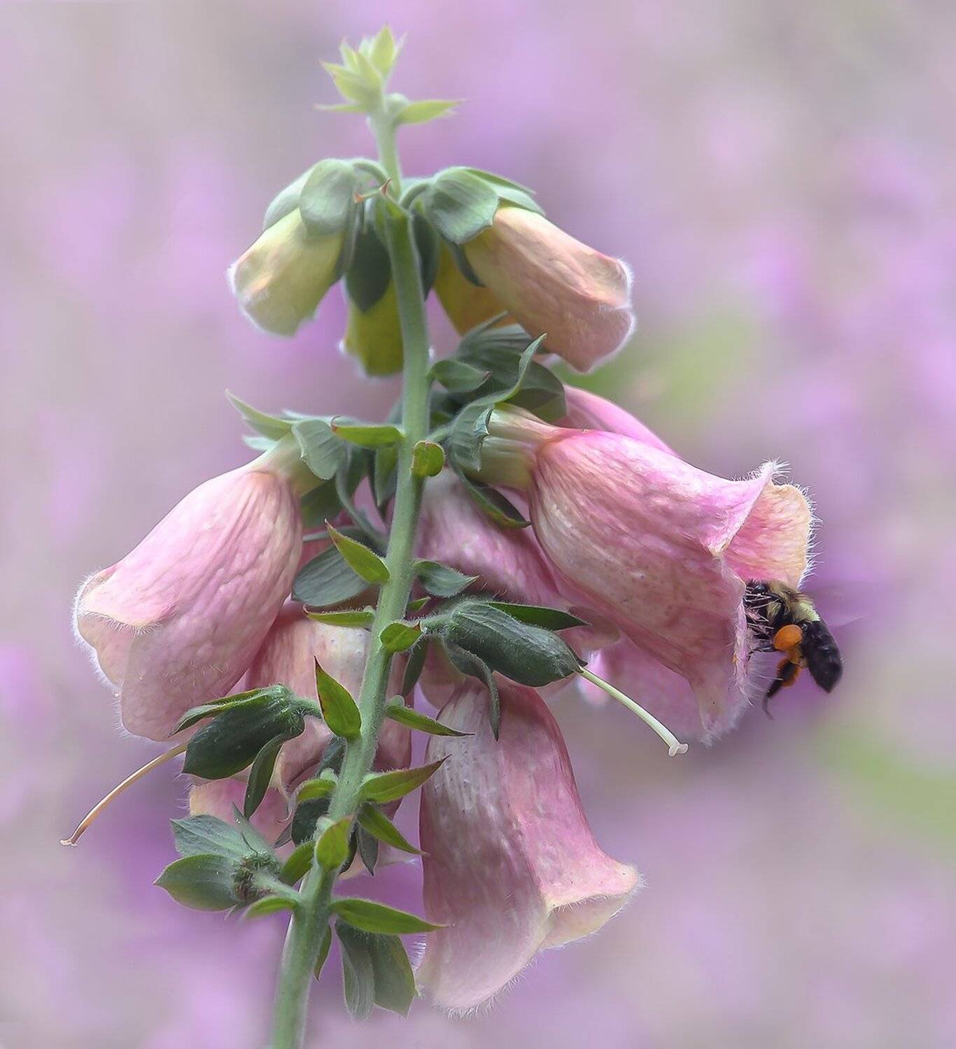 Насекомые, Природа, Пчела, Флора, Цветы, Антонина