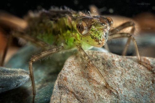 Про удивительную губу