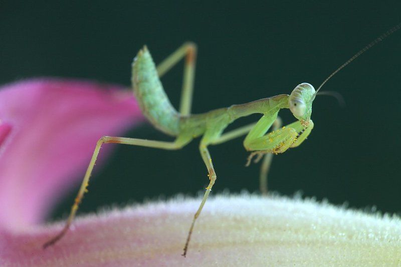 Задумчивый фото превью
