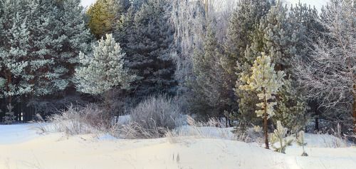 Сизово. Фрагменты морозного утра