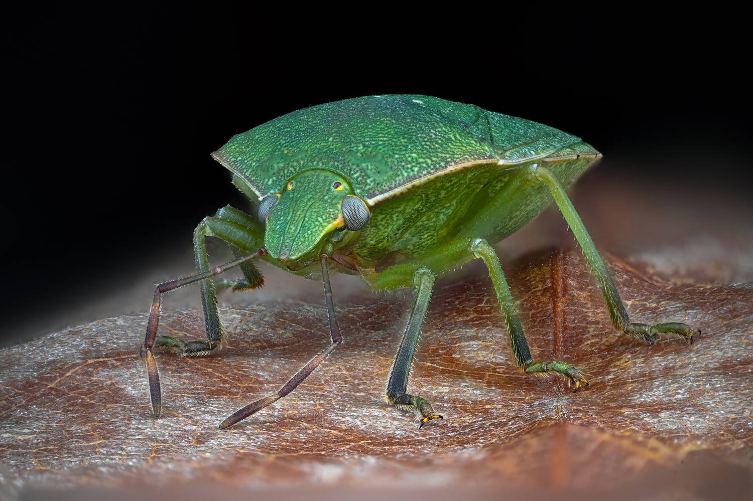 ceclii, macro, Ganev Tsvetan