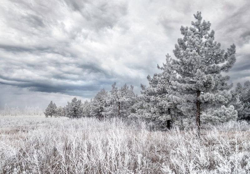Мороз снежком укутывал фото превью