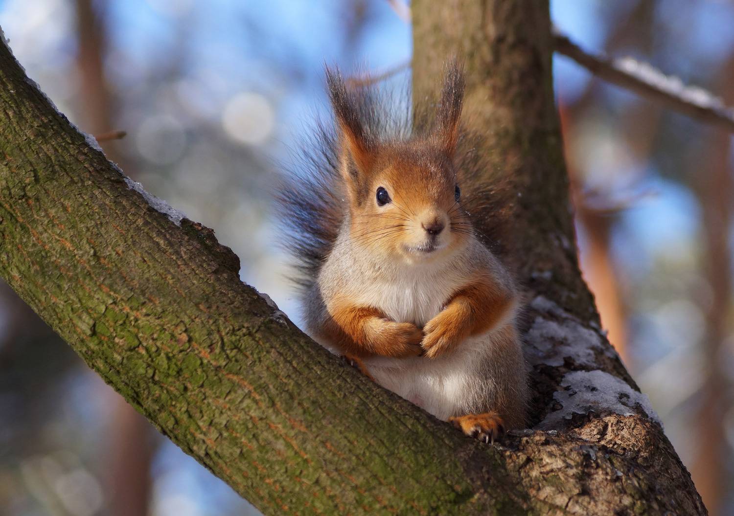 , Чепленко Алексей