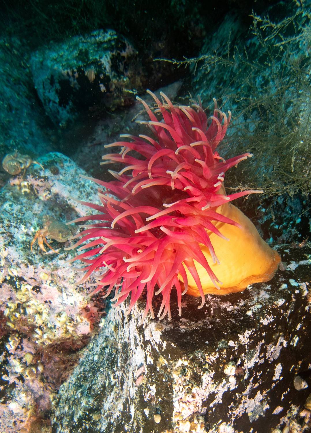 , Всеволод Сахновский