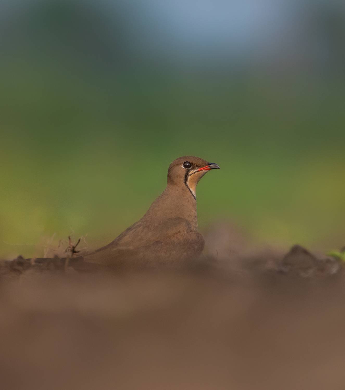 wildlife, Sagar Mondal