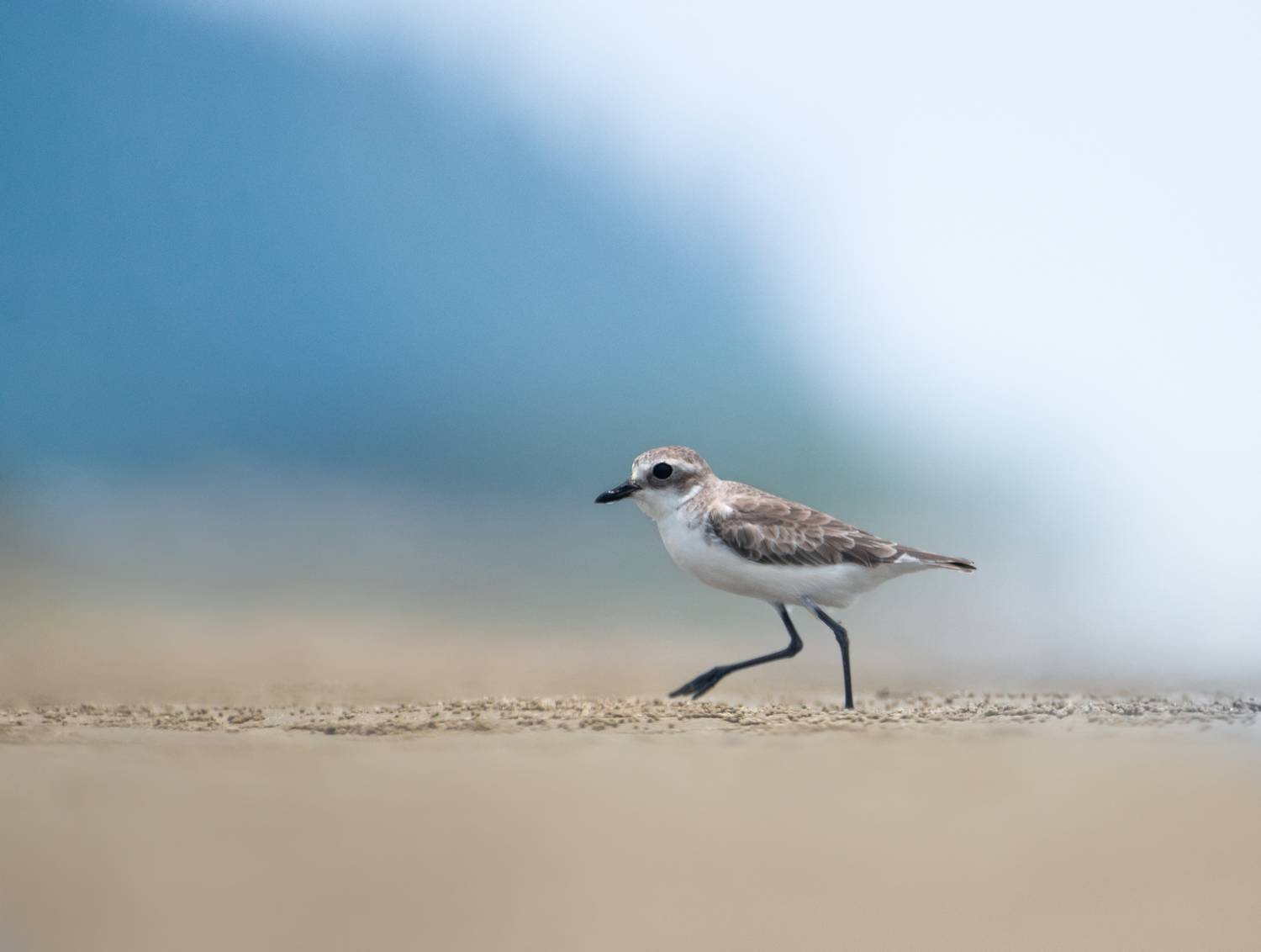 wildlife, Sagar Mondal