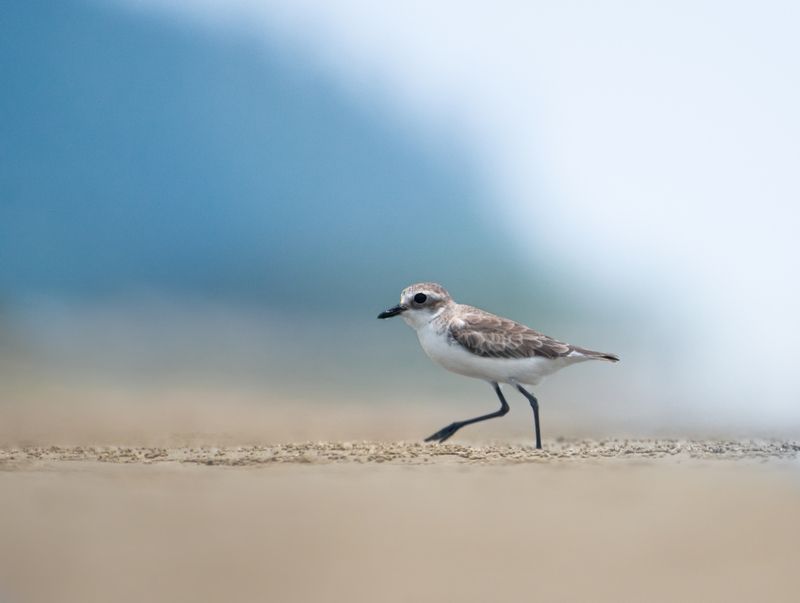 wildlife Bird portrait фото превью