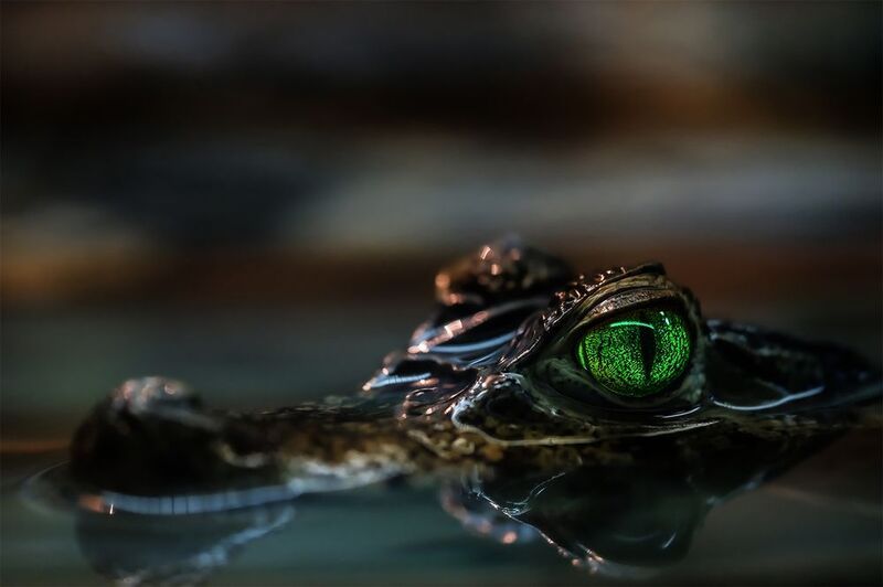 Макро мир фото превью