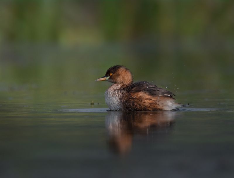 Bathing фото превью