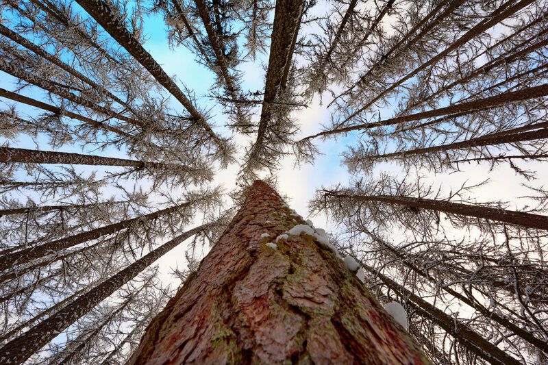 ленинградская область, линдуловская роща, лиственница, деревья, Ввысь фото превью