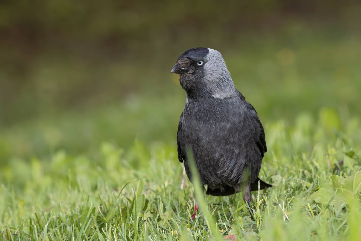 птицы, галка, Михаил