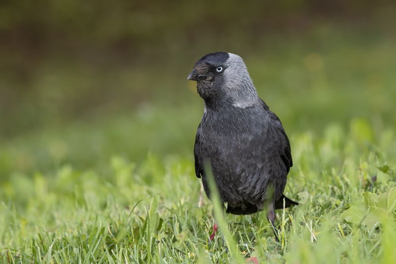 птицы, галка Галочка фото превью
