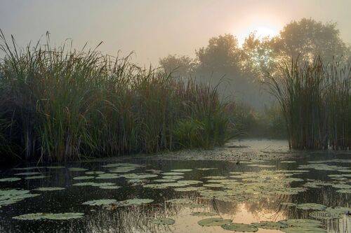Осеннее утро.