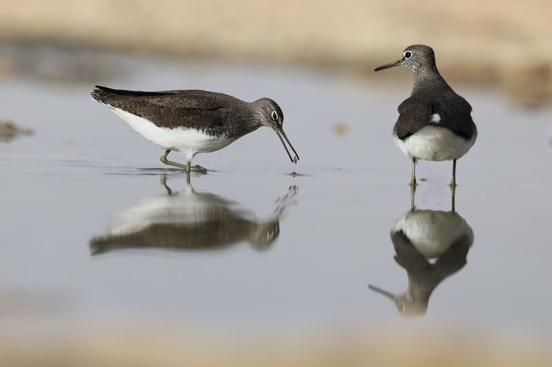 Solitary sandpipers фото превью