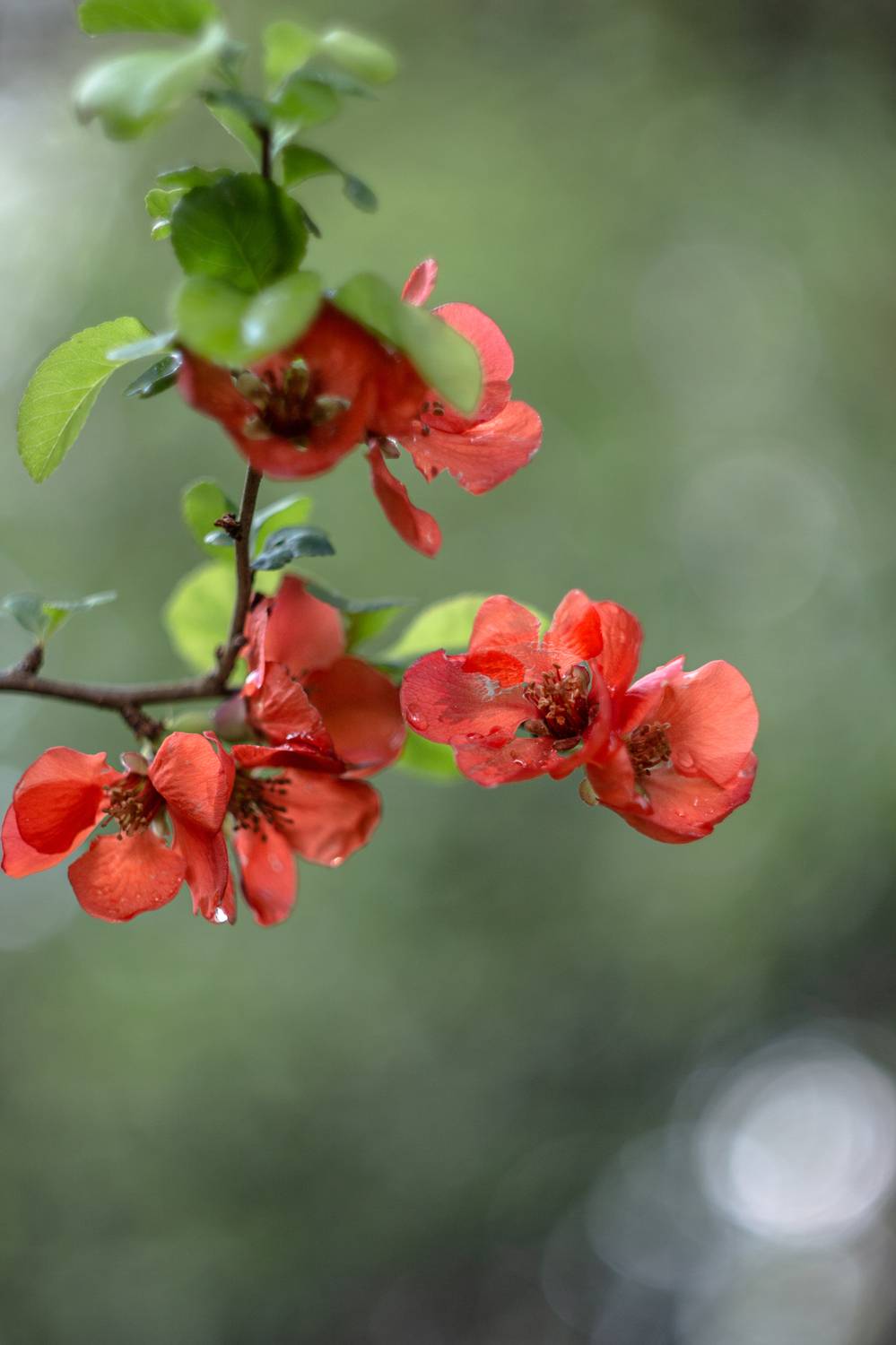 макро, боке, manuallens, bokeh, helios, helios44_2, Обидина Мария