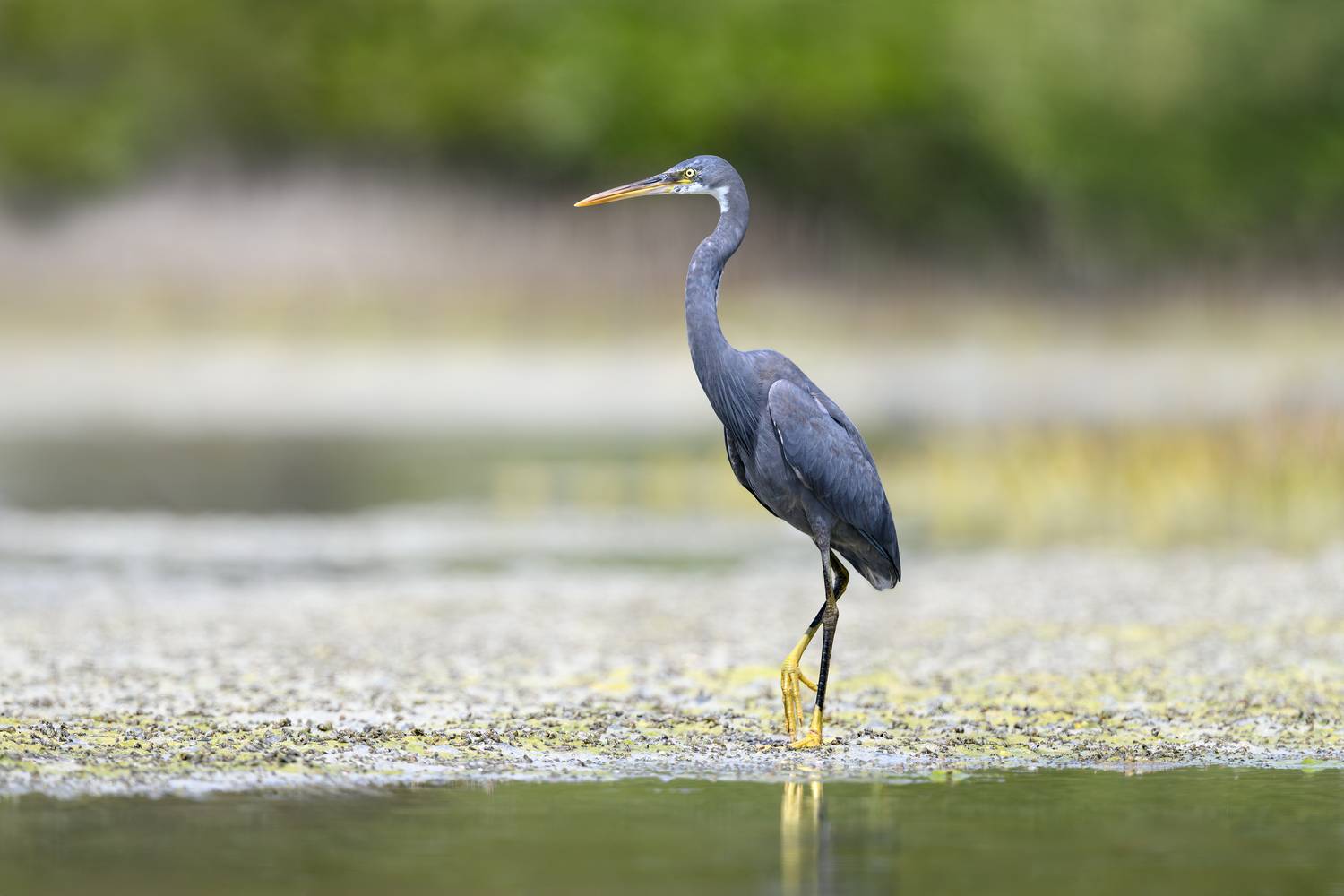 птица, фотоохота, цапля, природа, фауна, Vladimir Kulikov