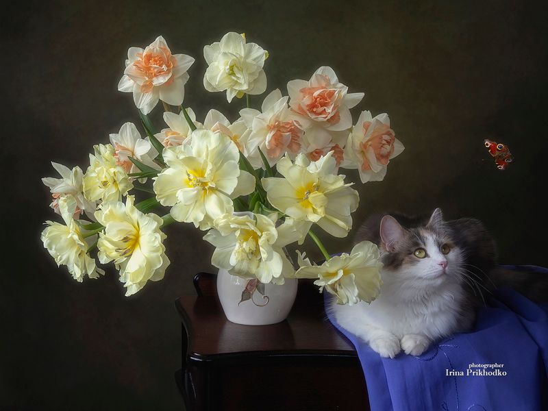 Букет весенних цветов и кошка фото превью