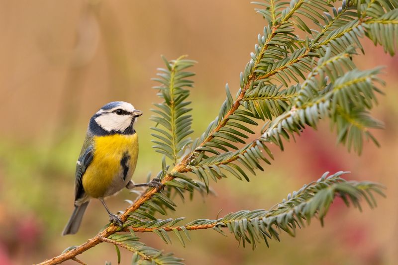 Titmouse фото превью