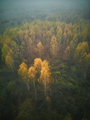 осень в тумане