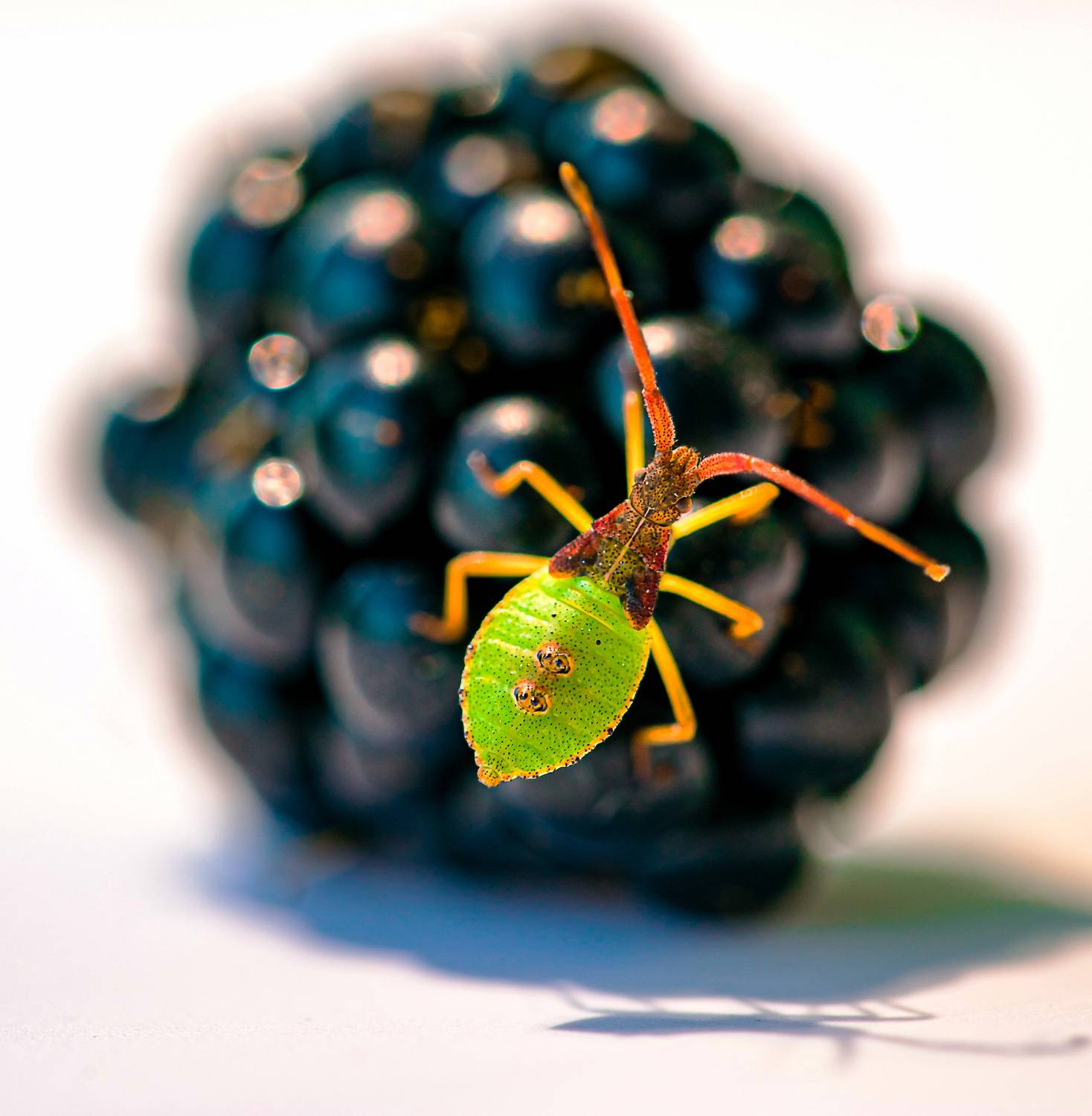 макро, Igor Lukin