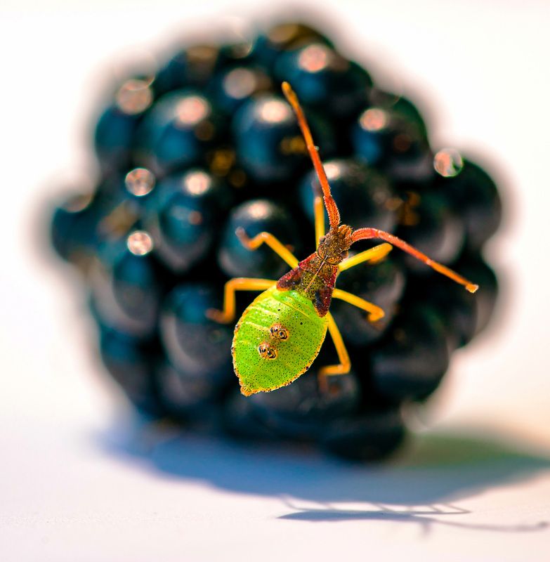 макро Гость из леса фото превью