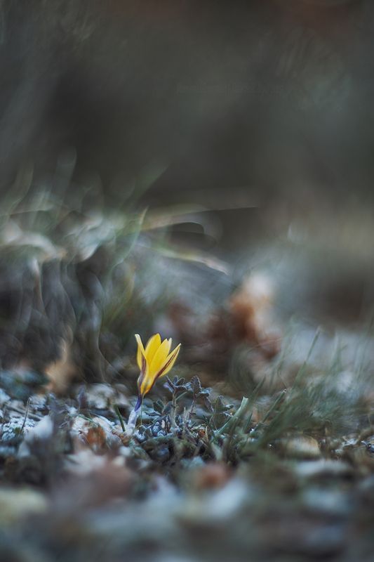 крым, крокусы, helios,  гелиос, балаклава, гелиос 40, природа крыма, зима в крыму, макро, севастополь Перед весной фото превью