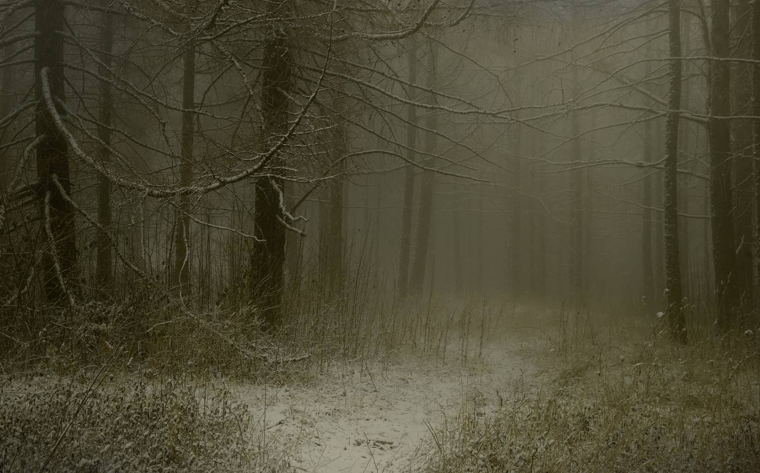 зима туман лес утро, Александр Жарников