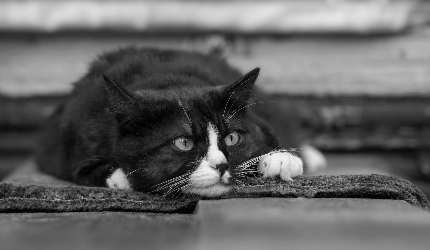 кошки, ч/б,  Sixten (Сергей)