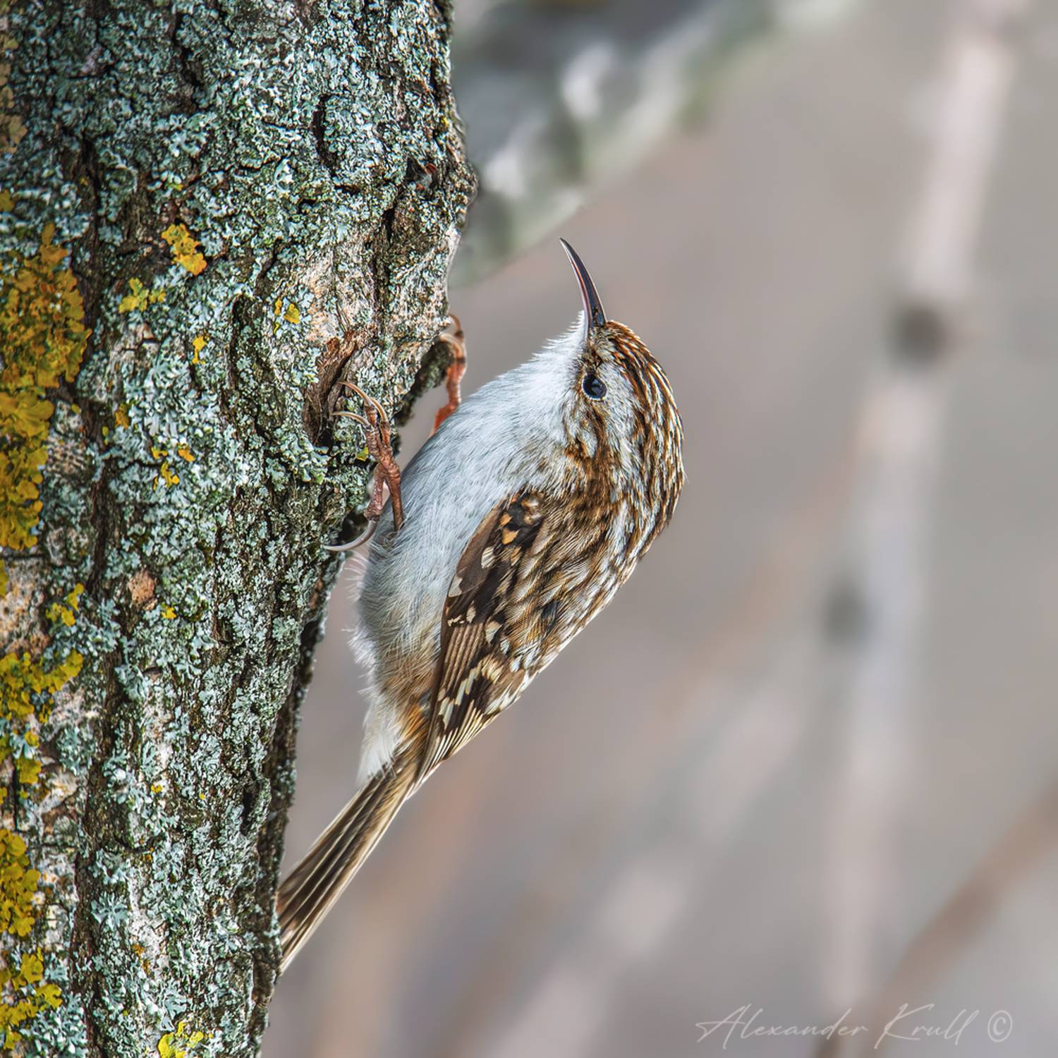 пищуха, обыкновенная пищуха, certhia familiaris, Круль Александр