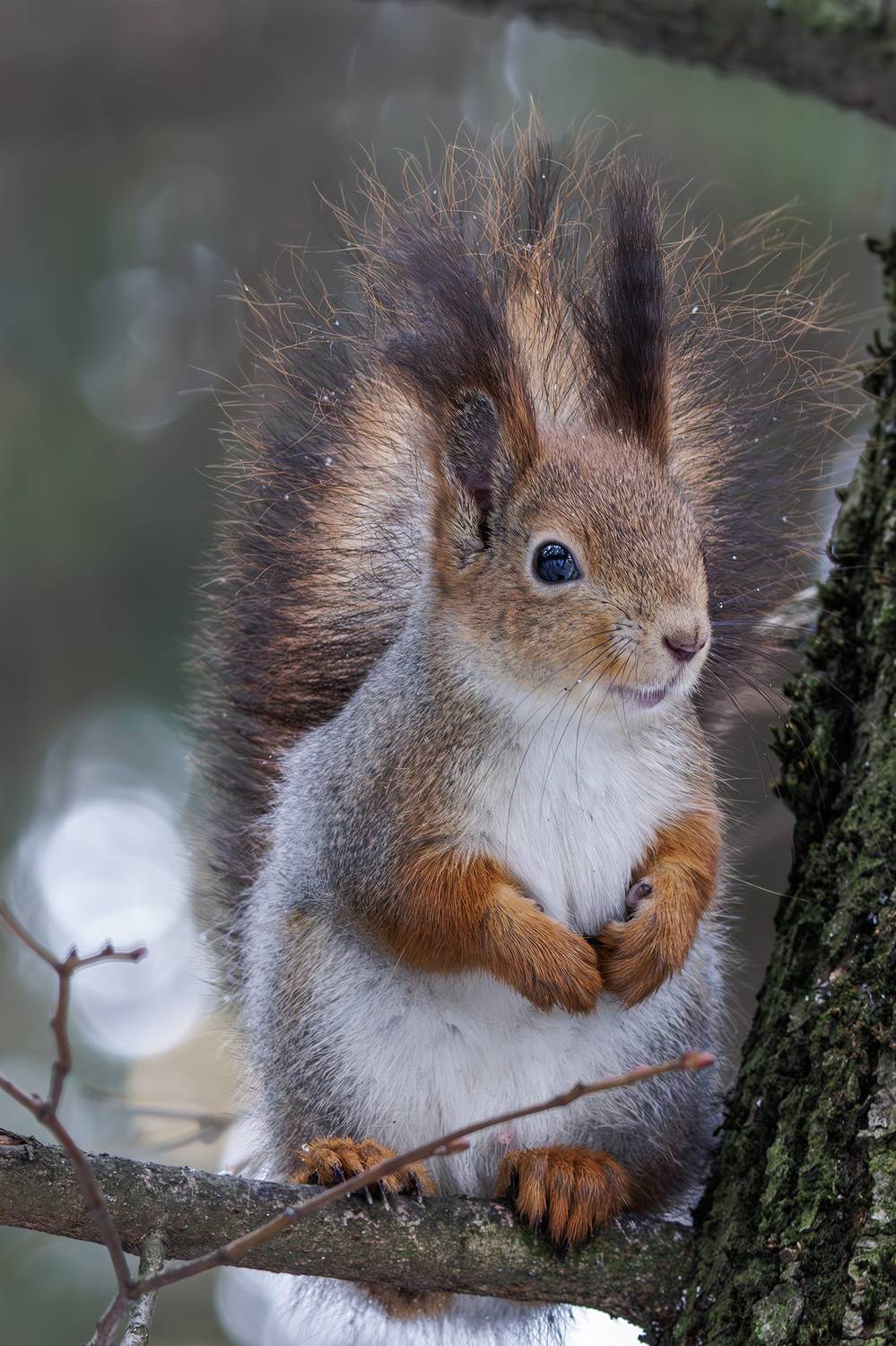 белка, Морозов Сергей
