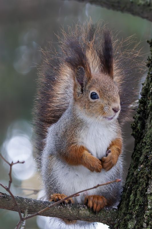 белка Скромняга фото превью