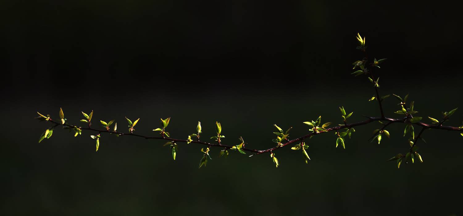 , Лысенко Сергей