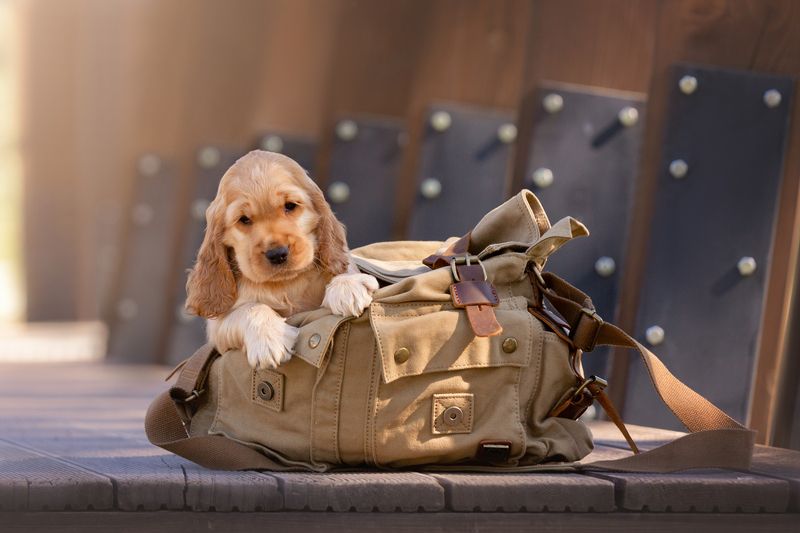 Фотосессия малышей кокерят фото превью