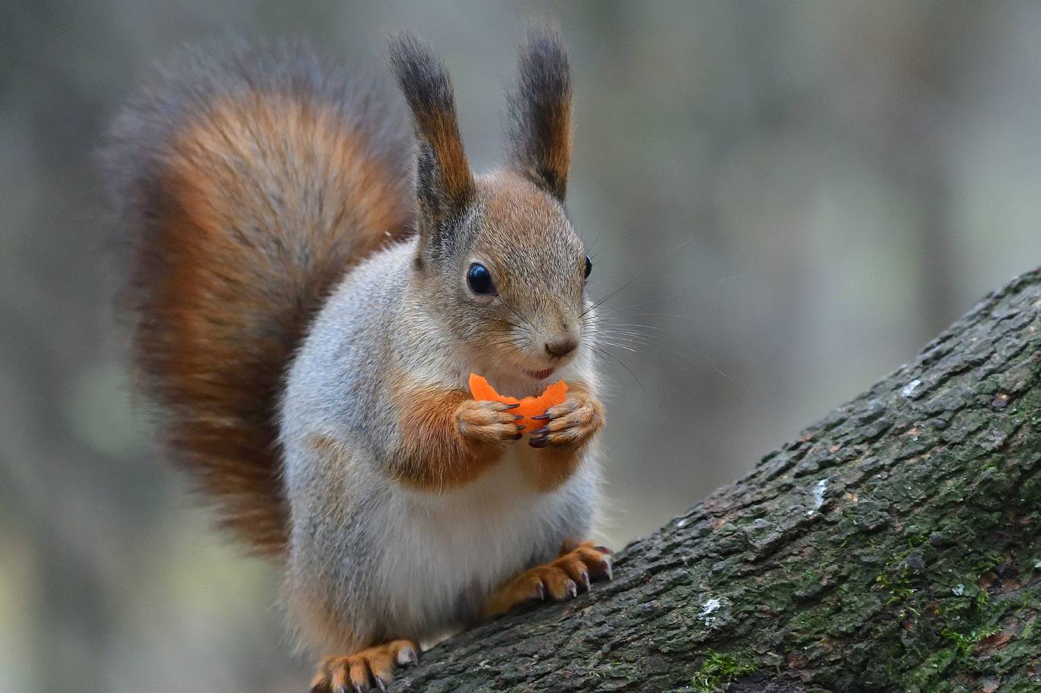 , Игорь Корнейчук