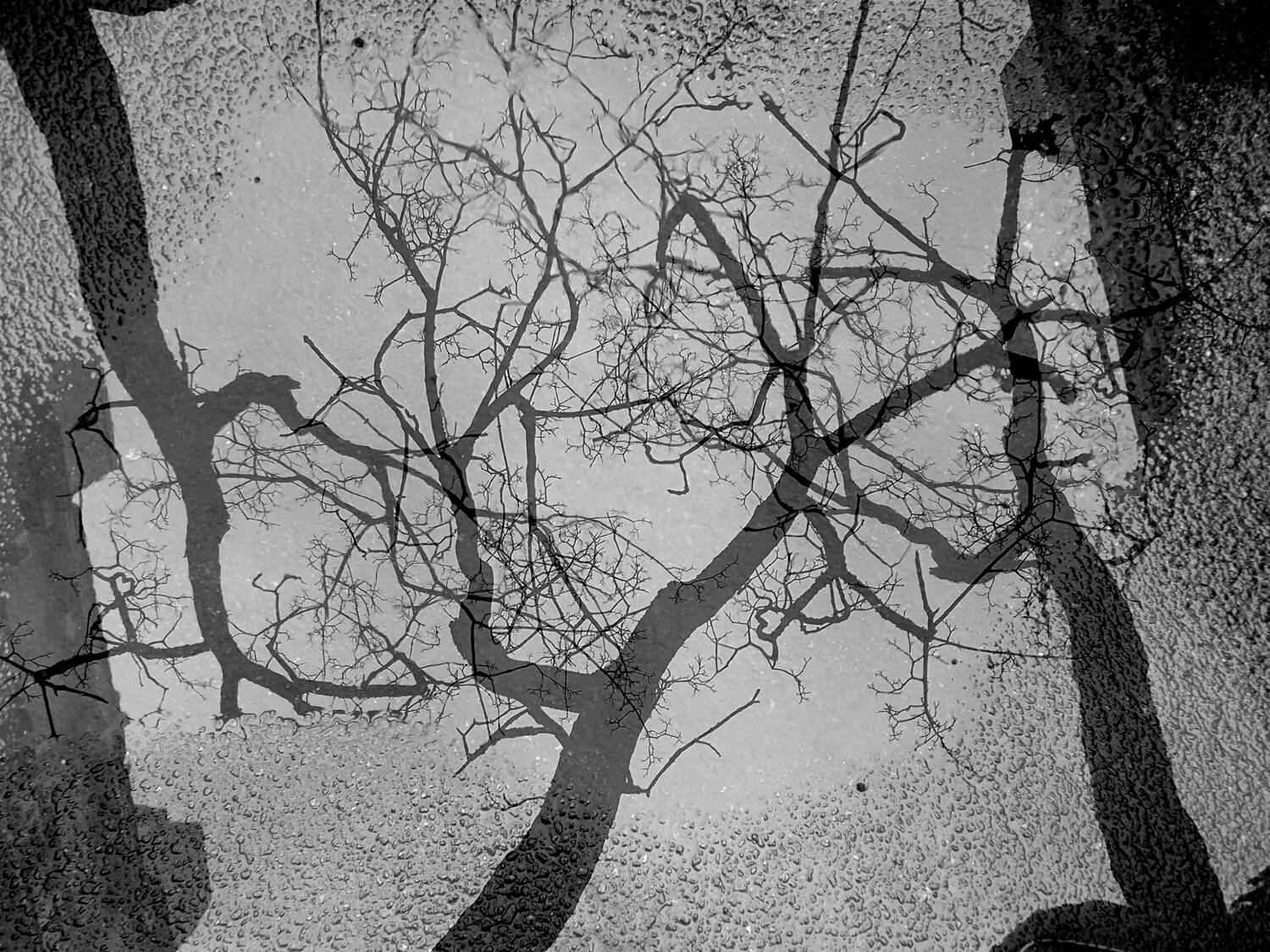 , Антон Лаба