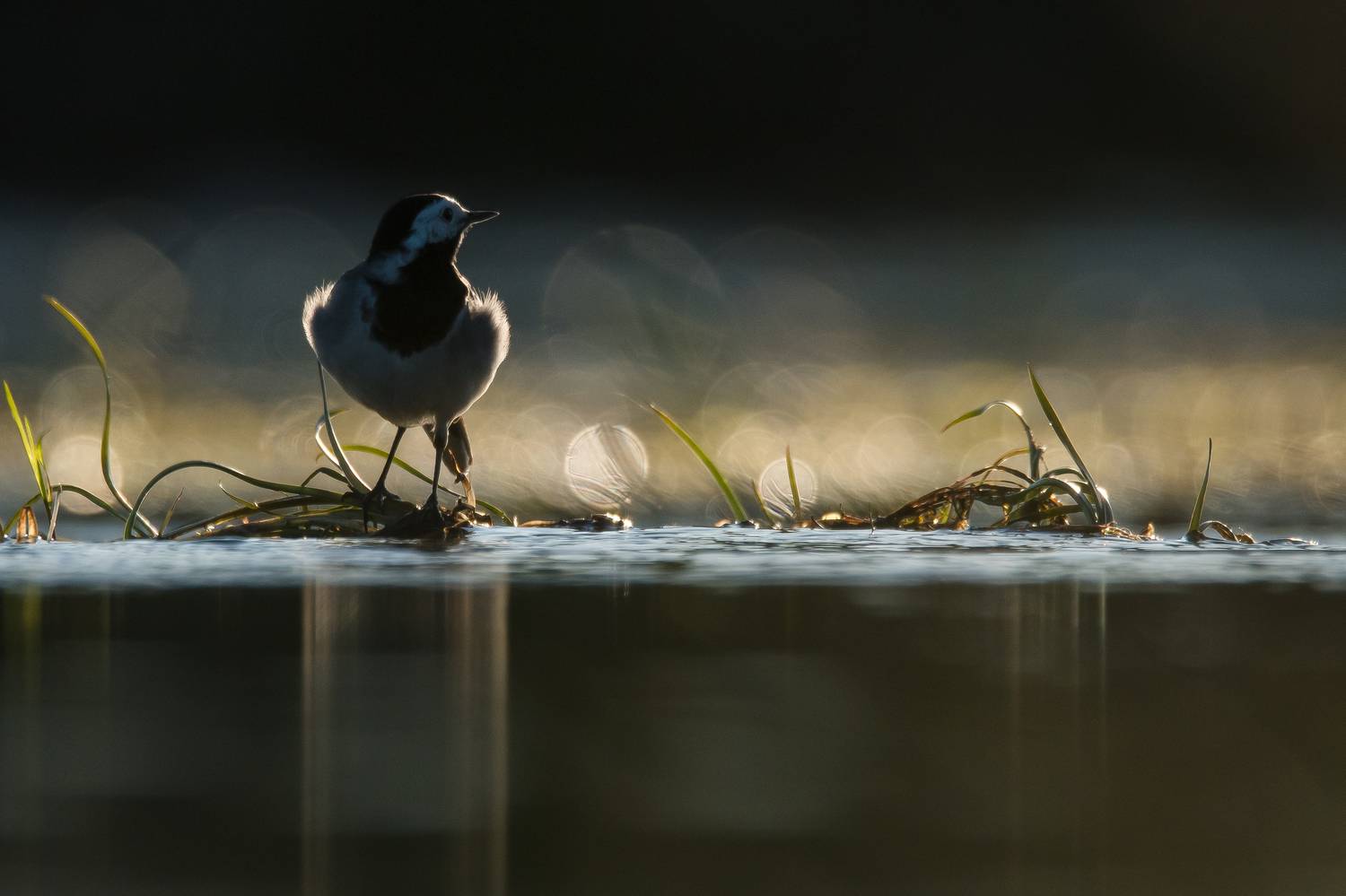 белая трясогузка, Соварцева Ксения